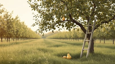 A ladder against a tree in an orchard with a pear