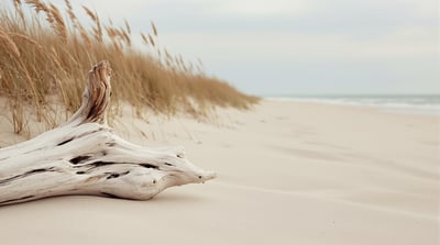 A driftwood log above a quiet beach